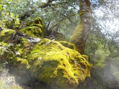 Oregon Caves moss on rocks