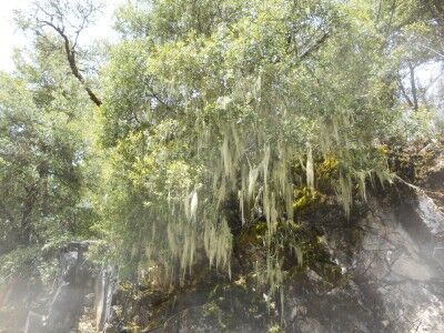 Oregon Caves moss hanging from trees