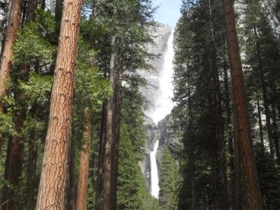 Yosemite Falls through pine trees