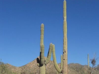 Saguaro National Park cactus high five